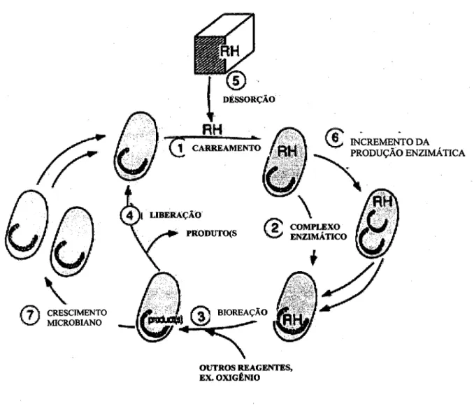 Figura 4: Ciclo de degradação de um composto orgânico (RH) por microorganismo.