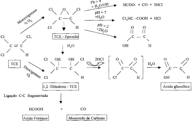 Figura 2.3:  Caminho teórico de oxidação de TCE por monoxigenase e dioxigenase.