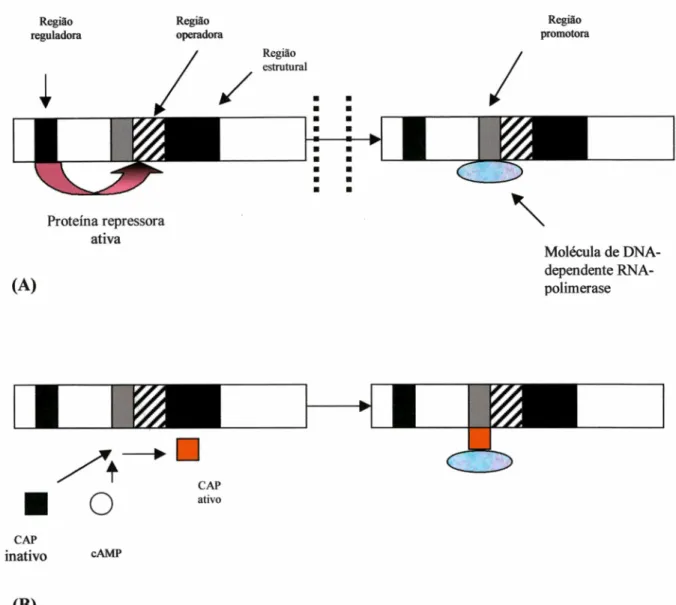 Figura 7.  Esquema das regiões do genoma bacteriano.  (A) Repressão.  Uma proteína repressora ocupa  a  região  do  operador  inibindo  a  ligação  da  DNA-dependente  da  RNA  polimerase  e  prevenindo  o  processamento  da  formação  enzimática