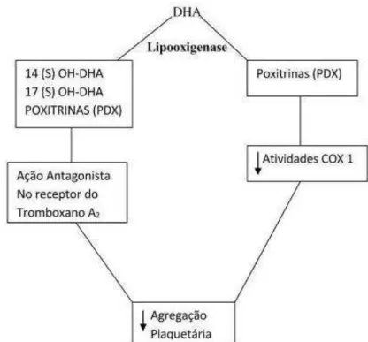 Figura  5  -  Esquema  representativo  da  produção  das  poxitrinas  a  partir  do  ácido  docosa-hexaenoico (Chen et al., 2011) 