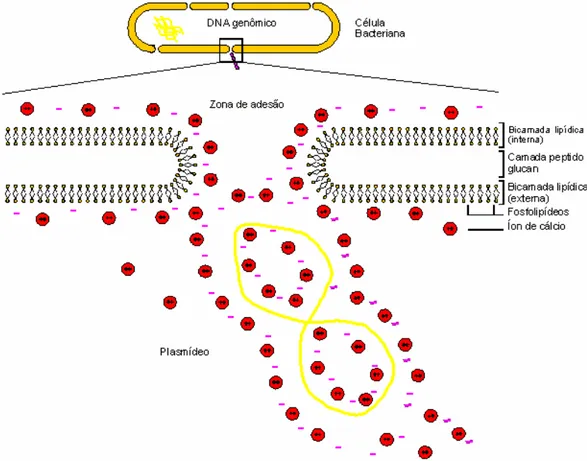 Figura 6. Mecanismo molecular proposto para a transformação de E. coli com uma molécula de  DNA exógeno