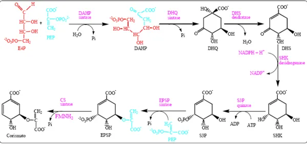 Figura 10. Via do chiquimato. As enzimas descritas tratam-se das enzimas 2-ceto-3-desoxi D- D-arabinoeptulosonato-7-fosfato sintase (DAHP sintase), desidroquinato sintase (DHQ sintase),  3-desidroquinato desidratase (DHS desidratase), chiquimato desidrogen