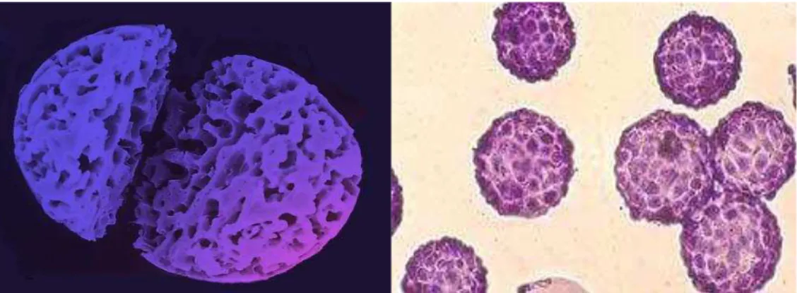 Figura  1.7  -  Imagem  de  um  microcarregador  macroporoso  cortado  ao  meio  e  microcarregadores  microporosos  colonizados  por  células  para  a  produção  de  vacinas  (PERCELL  BIOLYTICA)