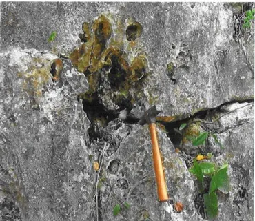 Foto 4.3: Afloramento  de calcários  oolíticos  do Membro  Maruim com feições  de dissoluçäo do  tipo canalículos  e fendas.