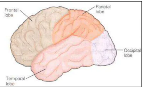 Figura 1 – Os quatro lobos do córtex cerebral  FONTE: Kandel (2000, p. 9) 