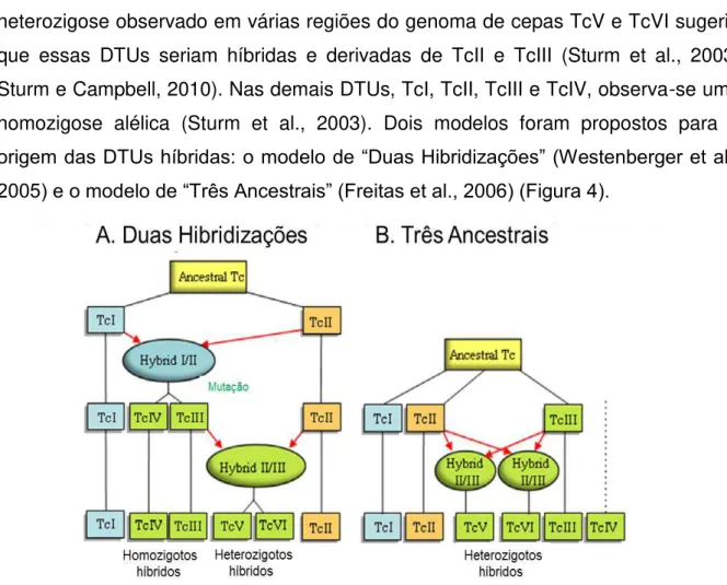 Figura 4 - Modelos de (A) Duas Hibridizações e (B) Três Ancestrais para explicar a origem  das  DTUs  híbridas