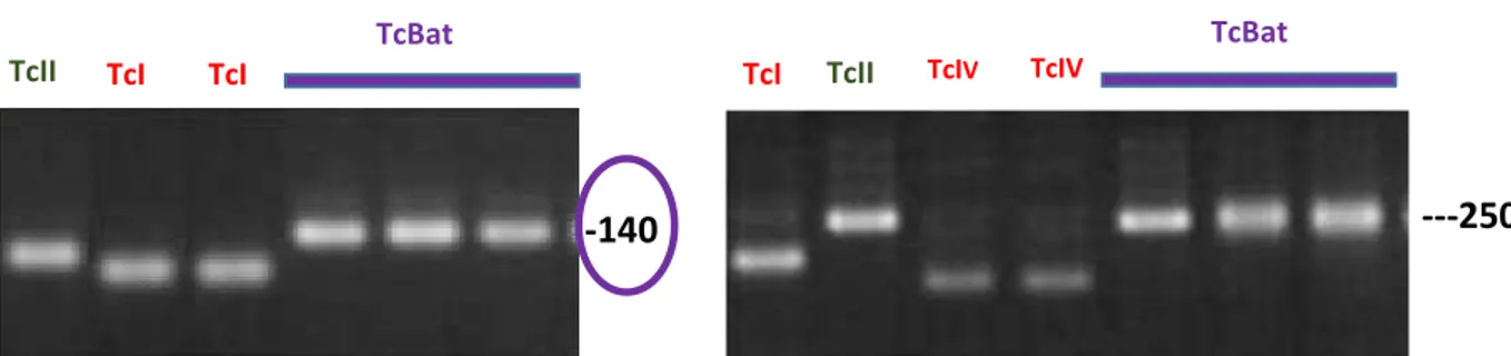 Figura 5 -  Produtos da  amplificação do domínio D7 do rDNA 24Sα  (Souto et al., 1996) e da  região  intergênica  do  gene  SL  (Fernandes  et  al.,  2001)  de  cepas  TcI,  TcII  e  Tcbat