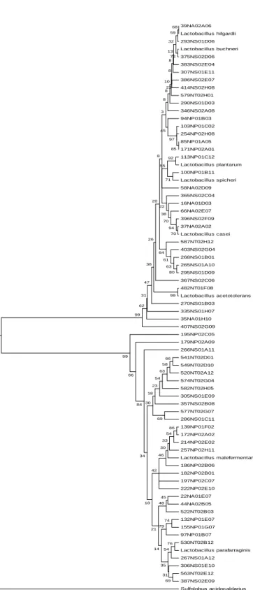 Figura 2 - Árvore filogenética de UTOs do gênero Lactobacillus não identificadas em nível de espécie