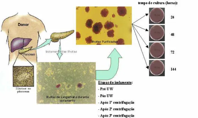 Figura 8. Esquema de protocolo simplificado mostrando as etapas de  coleta das amostras durante o processo de isolamento/purificação e cultivo de  ilhotas pancreáticas humanas