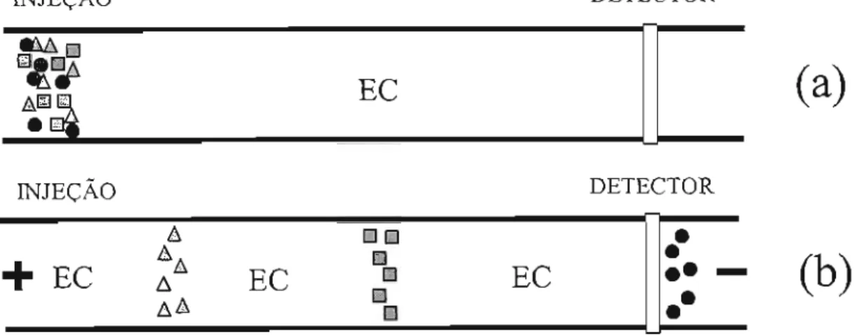 Figura 1.2. Representação esquemática de uma separação por FSCE. Em (a) uma amostra é introduzidano capilar e em (b) observa-sea separaçãoda amostra em zonas distintas de cada analito que migram em direção ao detector sob efeito de um campo elétrico