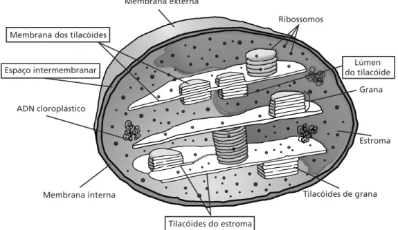 Figura 2.1: Estrutura dos cloroplastos.