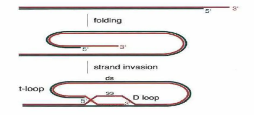 Figura 3. Representação ilustrativa da formação de T-loop e D-loop, fonte: de Lange et al., 2005