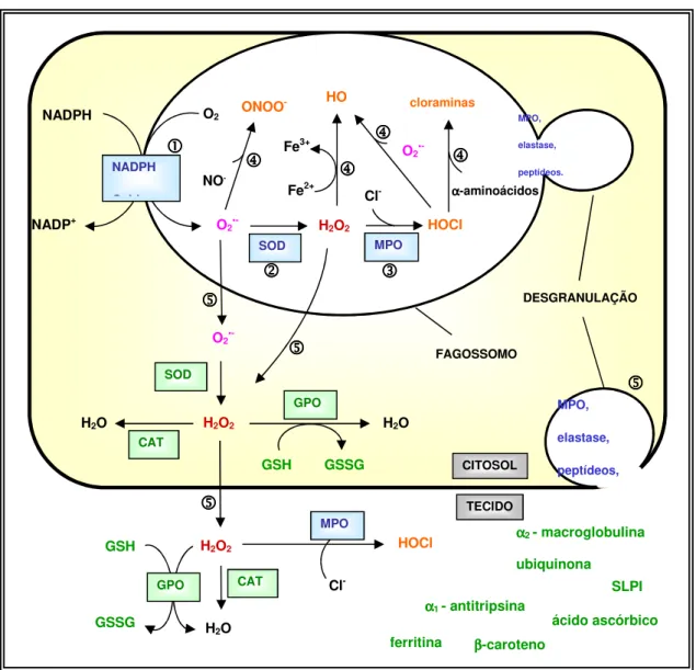 Figura  1.3.  Representação  esquemática  do  metabolismo  oxidativo  dos  neutrófilos