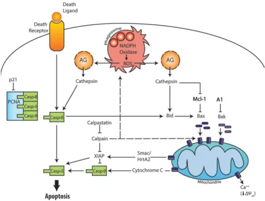 Figura 1.4. Visão geral da via extrínseca e intrínseca de apoptose de neutrófilos, e apoptose induzida  por  fagocitose