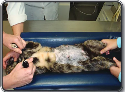 Figura 10 - Paciente posicionado em decúbito dorsal após ampla tricotomia abdominal  para a realização do exame ultrassonográfico.