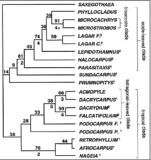 Figura  2  –  Gêneros  modernos  de  Podocarpaceae  e  a  filogenia  proposta  por  Kelch  (1997)  em                    caracteres morfológicos (¹Podocarpus s.l.; ²Dacrydium s.l.)