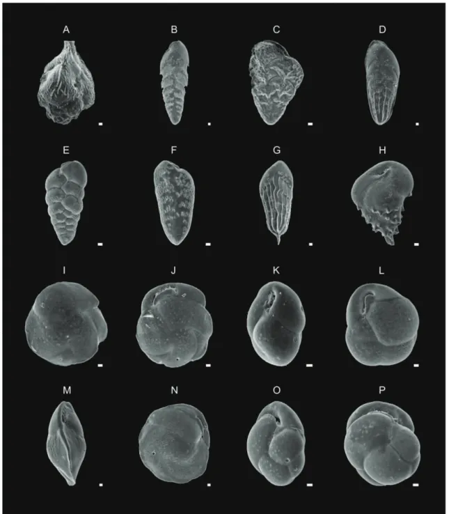 Figure 7: Photomicrographs of some of main species that compound the benthic  foraminiferal fauna from cores BS-6 e BS-8