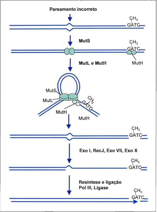 Figura  2.  Esquema simplificado da ação do sistema de reparo mutHLS  em  E.  colí. Adaptado de JACOB  &amp;  PRAZ,  2002