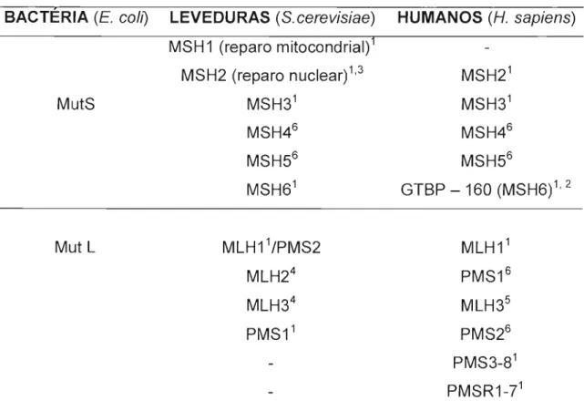 Tabela  1  - Homologia  dos  genes  de  reparo  do  DNA  em  bactérias,  leveduras e humanos