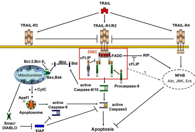 Figura  1:  Vias  de  sinalização  ativadas  pela  ligação  de  TRAIL  com  seus  receptores