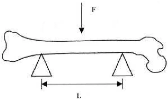 FIGURA 10. Desenho esquemático mostrando o osso apoiado em suas  extremidades por uma distância &#34;L&#34; entre os dois suportes, com a aplicação de  uma carga &#34;F&#34; 