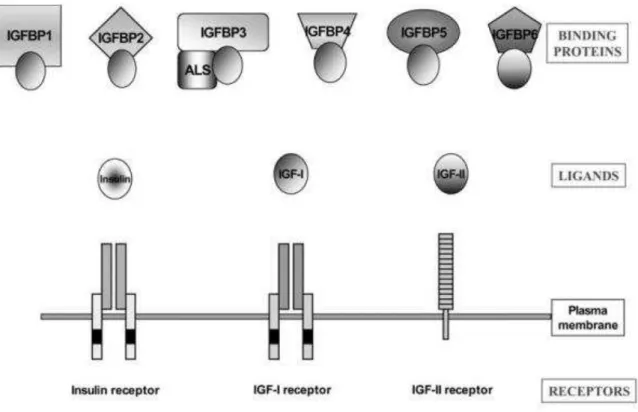 Figura 2.1 - A família IGF é composta por 3 ligantes, 3 receptores e 6 proteínas ligantes de  IGF(Werner; Katz, 2004) 