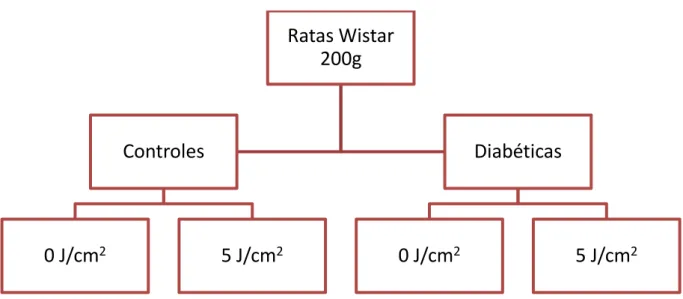 Figura 4.1 - Organograma com a divisão dos animais em grupos de acordo com a condição sistêmica  (controle e diabético) e dose de irradiação recebida (0 ou 5 J/cm 2 ) 