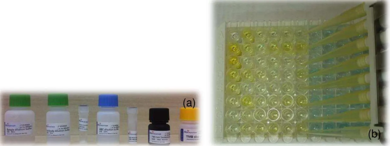 Figura  4.6  -  (a)  Reagentes  utilizados  no  Rat  Insulin-like  growth  factor  1  ELISA  Kit  (AbFRONTIER,  Young In Frontier Co., Ltd, Korea)