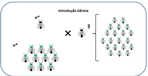 Figura 02  –Esquema de substituição de população por introdução gênica 