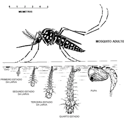 Figura 01 - Ciclo de vida do mosquito Aedes aegypti 