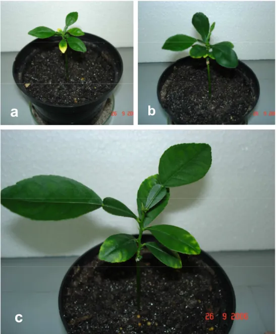 Figura 1 - Plantas regeneradas em aclimatização. a) tangor ‘Murcote’ + toranja ‘Ogami’ (planta 1); b)      tangor ‘Murcote’ + toranja ‘Ogami’ (planta 2); c) tangor ‘Murcote’ + toranja ‘Lau Tau’ 