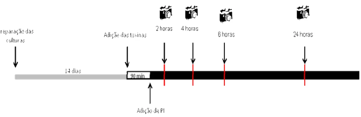 Figura  8  -  Esquema  representando  os  intervalos  de  obtenção  de  imagens  ao  microscópio  de  fluorescência  das  culturas  do  Experimento  1