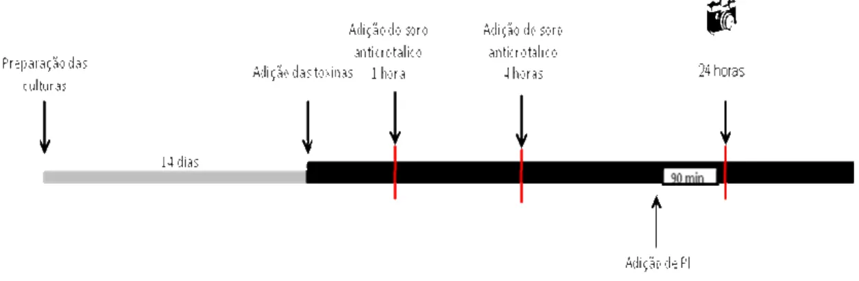 Figura  9  -  Esquema  representando  os  intervalos  de  obtenção  de  imagens  ao  microscópio  de  fluorescência  das  secções  incluídas  no  Experimento  3