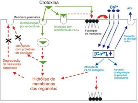 Figura  21  –  Representação  esquemática  das  ações  da  crotoxina  em  nível  celular,  adaptado  de  Sampaio  e  cols