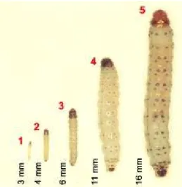 Figura 4 -  Ficha ilustrada para identificação dos ínstares das lagartas de  Ecdytolopha aurantiana
