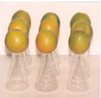 Figura 7 -  Vista geral do experimento para determinação do tempo de  penetração das lagartas recém eclodidas de Ecdytolopha aurantiana em frutos de laranja variedade Pêra 