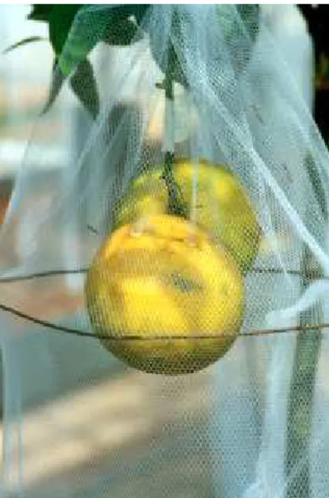 Figura 8 -  Gaiolas de ferro contendo frutos de citros e onde foram colocados  adultos de  Ecdytolopha aurantiana, utilizadas no ensaio de campo  para verificar a eficiência de agroquímicos no controle dessa praga 