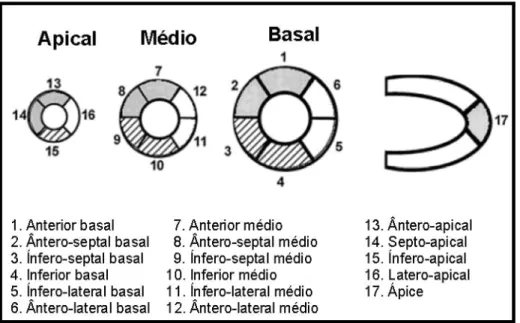 Figura 2: Desenho esquemático da divisão do ventrículo esquerdo em 17 segmentos. 