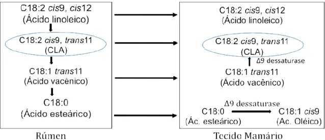 Figura 1: Via metabólica proposta para biossíntese do C18:2 cis9, trans11. 