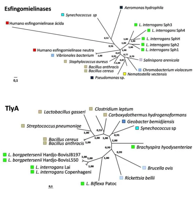 Figura 3: Relações filogenéticas entre proteínas similares a cada um dos candidatos  escolhidos