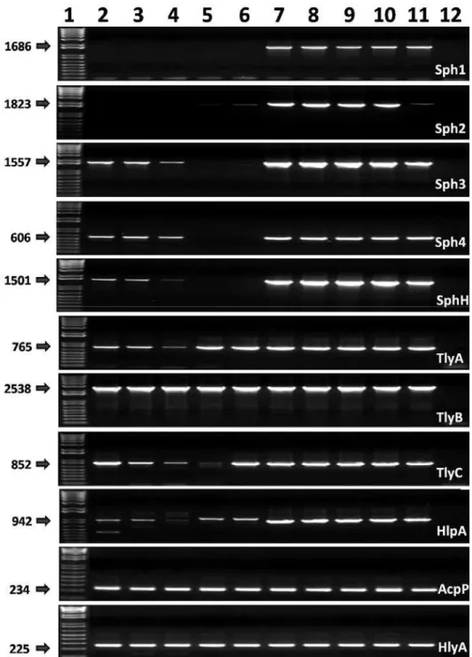 Figura 4: Detecção por PCR dos genes candidatos em sorovares patogênicos de  Leptospira