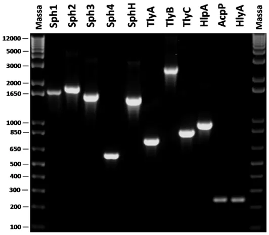 Figura 5: Amplificação por PCR das regiões codificantes das proteínas escolhidas. A  amplificação foi realizada com DNA de L