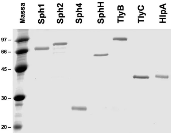 Figura 6: Proteínas recombinantes purificadas. Após a cromatografia por afinidade a  níquel, as proteínas foram separadas eletroforeticamente em gel de  SDS-poli-acrilamida
