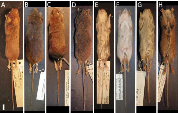 Fig. 2. Morfologia externa dos táxons analisados neste estudo. Visão dorsal: A) Juliomys  sp.1 (MCNU 869), B) J