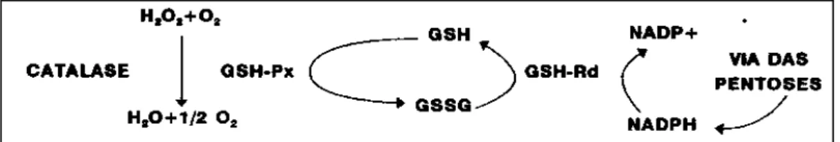 Figura 1. Mecanismo de proteção celular contra H 2 O 2 +O 2 , por meio das enzimas  Catalase, GSH-Px e GSH-Rd