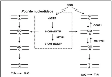 Figura 2: Mecanismos de proteção contra 8-oxoG por meio das  enzimas OGG1, MUTYH e MTH1 (Nohmi et al., 2005)