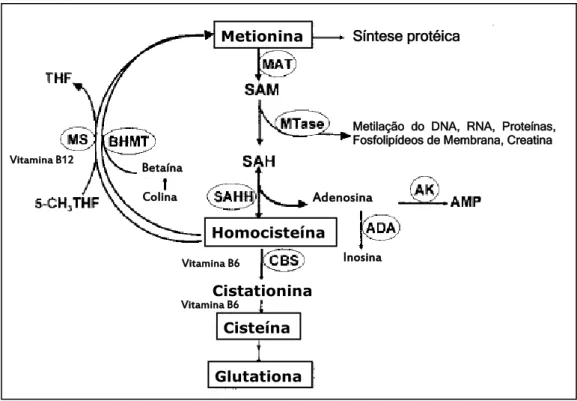 Figura  3:  Metabolismo  da  metionina  no  fígado,  demonstrando  o  papel  do  folato,  vitamina  B12  e  enzima  SAHH  na  manutenção  do  ciclo