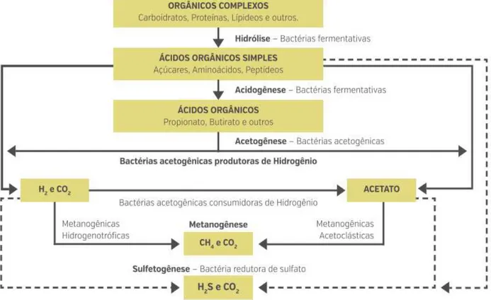 Figura 1 – Processo de digestão anaeróbia e organismos microbianos envolvidos 