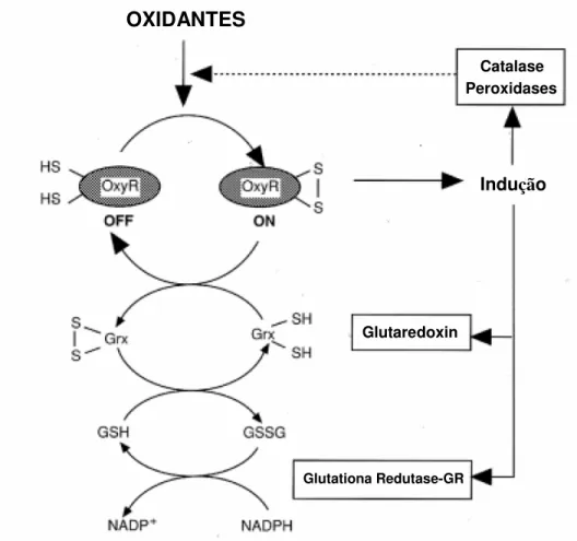 Figura 2 – Estresse Oxidativo ativa OxyR pela formação de pontes dissulfeto. OxyR desencadeia na expressão de  enzimas antioxidantes (CABISCOL et al, 2000) 