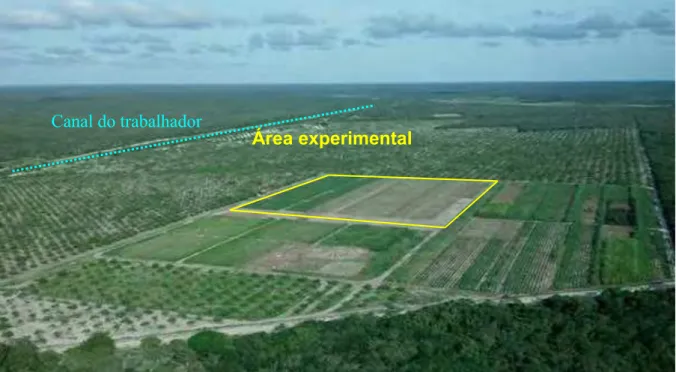 Figura 2 -  Visão geral da área experimental. Foto aérea da fazenda Vitória, Beberibe, CE 